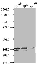 Venezuelan Equine Encephalitis Virus NSP1 Antibody in Western Blot (WB)