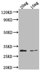 PDF2.3 Antibody in Western Blot (WB)
