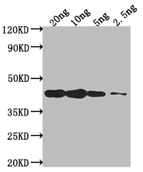 DREB2C Antibody in Western Blot (WB)
