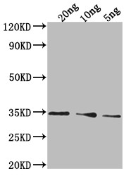 PDAT1 Antibody in Western Blot (WB)