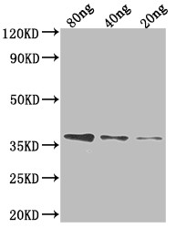 FTSI Antibody in Western Blot (WB)