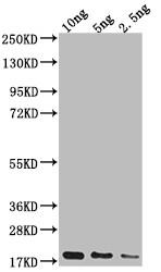 Escherichia Virus Capsid Antibody in Western Blot (WB)