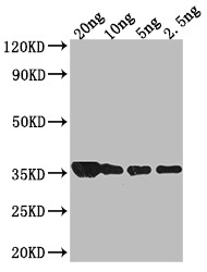 groL Antibody in Western Blot (WB)