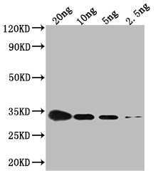 CSPG Antibody in Western Blot (WB)