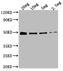 DXR Antibody in Western Blot (WB)