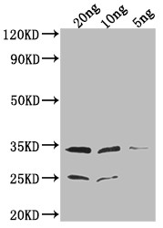 EPTA Antibody in Western Blot (WB)