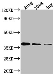 GLMU Antibody in Western Blot (WB)