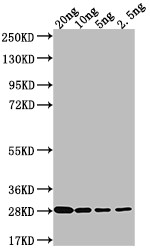 LPTD Antibody in Western Blot (WB)