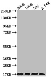 MURJ Antibody in Western Blot (WB)
