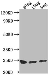 PNCC Antibody in Western Blot (WB)