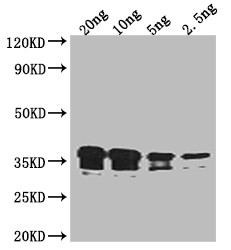 RCSF Antibody in Western Blot (WB)