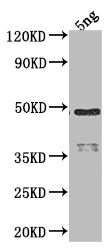 RNA polymerase sigma 70 Antibody in Western Blot (WB)
