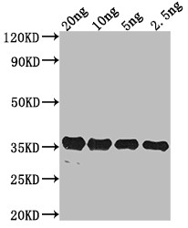 E. coli (strain K12) PdeH Antibody in Western Blot (WB)