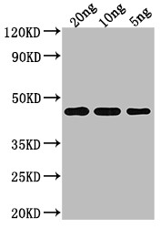 TOXR Antibody in Western Blot (WB)