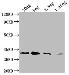 Endochitinase B Antibody in Western Blot (WB)