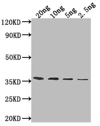 ATG32 Antibody in Western Blot (WB)