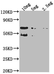 TFC4 Antibody in Western Blot (WB)