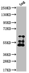 TFC3 Antibody in Western Blot (WB)