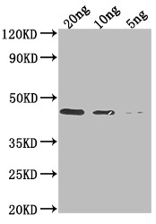 DERP1 Antibody in Western Blot (WB)