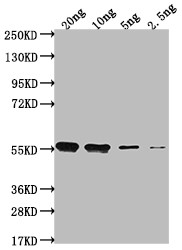 clfA Antibody in Western Blot (WB)