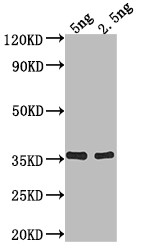 fimA Antibody in Western Blot (WB)