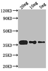 phoP Antibody in Western Blot (WB)