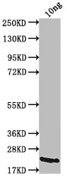Smallpox Virus A27L Antibody in Western Blot (WB)