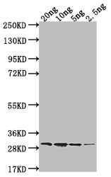 ftnA Antibody in Western Blot (WB)