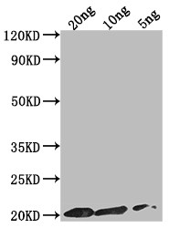 epiA Antibody in Western Blot (WB)