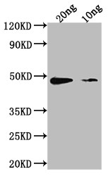Staphylococcus aureus neutral proteinase Antibody in Western Blot (WB)