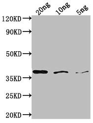 bamA Antibody in Western Blot (WB)