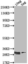 csgD Antibody in Western Blot (WB)