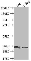 VACWR117 Antibody in Western Blot (WB)