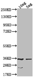 CESA6 Antibody in Western Blot (WB)