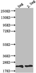 TRBC2 Antibody in Western Blot (WB)