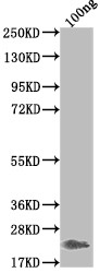 Griffithsin Antibody in Western Blot (WB)