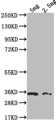 BARF1 Antibody in Western Blot (WB)