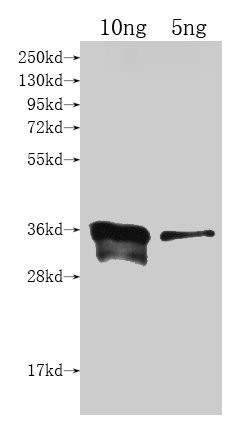 cyp102A1 Antibody in Western Blot (WB)