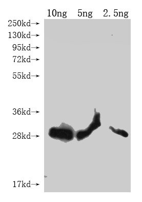 lptE Antibody in Western Blot (WB)