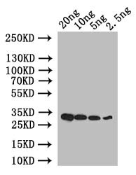 CAMTA6 Antibody in Western Blot (WB)
