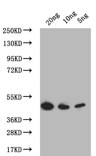PDLP7 Antibody in Western Blot (WB)