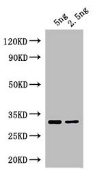At5g63020 Antibody in Western Blot (WB)