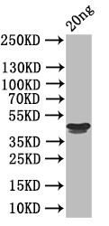 RH5 Antibody in Western Blot (WB)