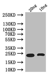 Ets21C Antibody in Western Blot (WB)