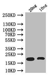 csgA Antibody in Western Blot (WB)