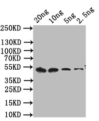 cpxR Antibody in Western Blot (WB)