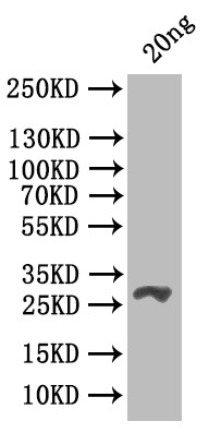 csgD Antibody in Western Blot (WB)