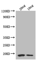 folA Antibody in Western Blot (WB)