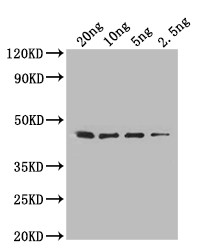 folA Antibody in Western Blot (WB)