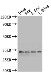 mlaA Antibody in Western Blot (WB)